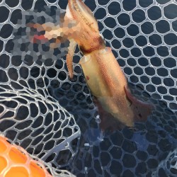 セブンバンドグルーパー