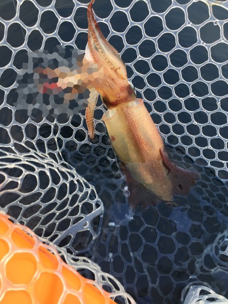 セブンバンドグルーパー