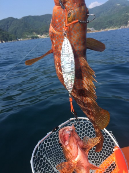 淡い期待とは裏腹に