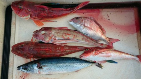 初のタイラバ！