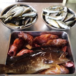 人生初の　クエ！