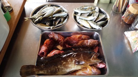 人生初の　クエ！