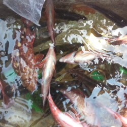 たいらばとえさ