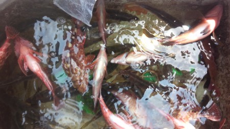 たいらばとえさ