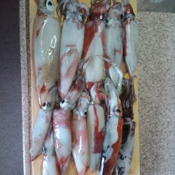 今年初のイカメタル