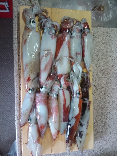 今年初のイカメタル