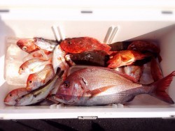 デカ 真鯛 獲ったど～