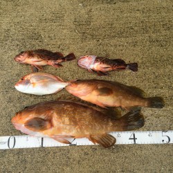 良型出ました！