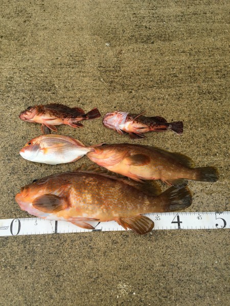 良型出ました！