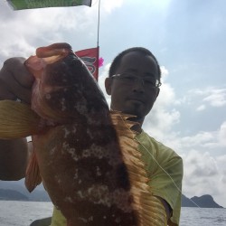 シロイカとアコウ