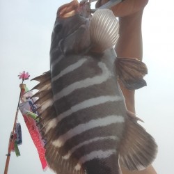 セブンバンドグルーパー