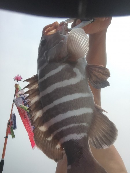 セブンバンドグルーパー