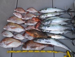 Hit Rush(ヒット ラッシュ） 投稿