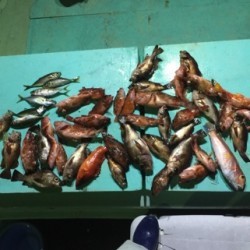 NAKAYOSHI-MARU 投稿