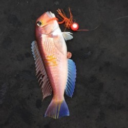 NAKAYOSHI-MARU 投稿