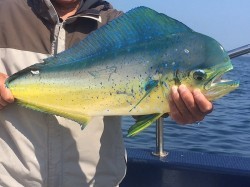 ゲームフィッシング バレントン 投稿