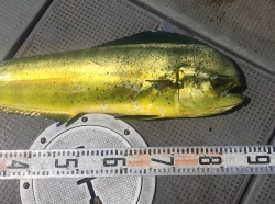 ゲームフィッシング バレントン 投稿