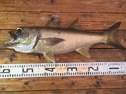 ゲームフィッシング バレントン 投稿