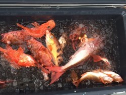 ゲームフィッシング バレントン 投稿