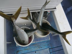 ＢＩＧ－ＯＮＥ 投稿