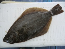 ＢＩＧ－ＯＮＥ 投稿