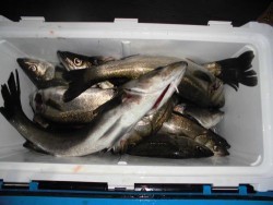 ルアー船マヒマヒ 投稿