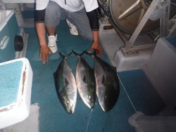 スーパーコーリン丸 投稿ジギング、ブリ、メジロ、真鯛爆爆