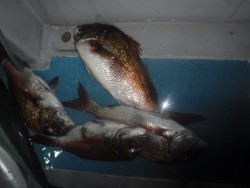 スーパーコーリン丸 投稿ジギング、ブリ、メジロ、真鯛爆爆