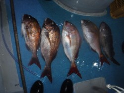 スーパーコーリン丸 投稿ジギング、ブリ、メジロ、真鯛爆爆