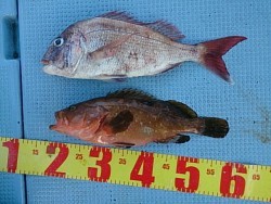 第二常豊丸 釣果 投稿