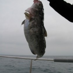 Aquanaut（アクアノート）釣果 投稿