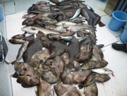 ふじしめ丸 投稿