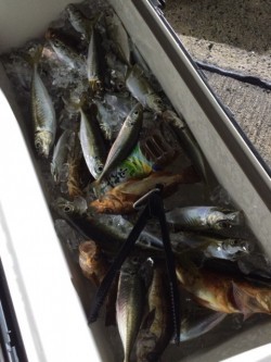 エヌスタイル 投稿