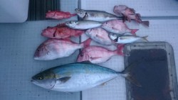 エムズジャーク（M’s JERK） 投稿