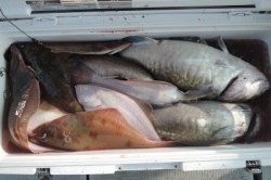 ワープゾーン 釣果 投稿