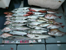 オーシャンスター(Ocean Star) …