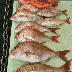 NEW KUROIWA 釣果 投稿