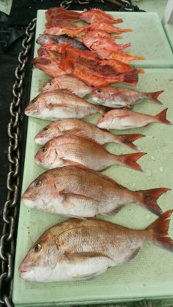 NEW KUROIWA 釣果 投稿