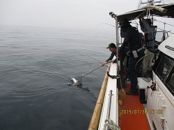遊漁船 未紗奈　鯛釣り(テンヤー&鯛ラバー)