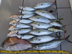 Hit Rush(ヒット ラッシュ） 釣果…