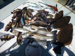 ふじしめ丸 釣果