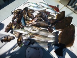 ふじしめ丸 釣果