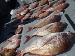 タイラバ船の海豚 釣果