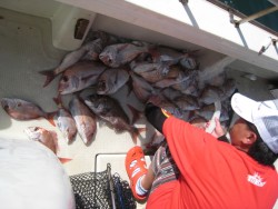 アンタレス 釣果
