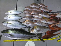 Hit Rush(ヒット ラッシュ） 釣果…