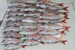 松本釣船２ 釣果