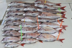 松本釣船２ 釣果