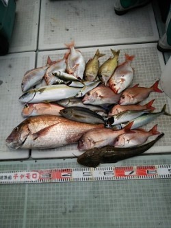 チャモロ 釣果