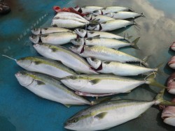 アジアマリンサービス 釣果