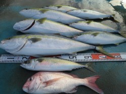 アジアマリンサービス 釣果